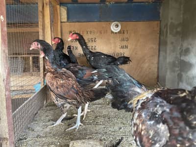 Aseel Male Hen