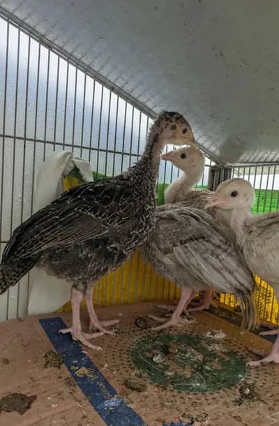 Turkey chicks