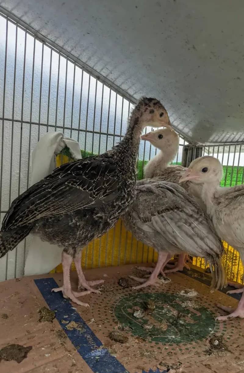 Turkey chicks 0