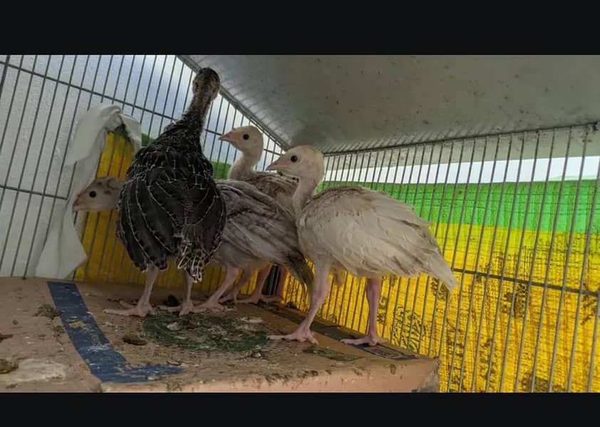 Turkey chicks 1