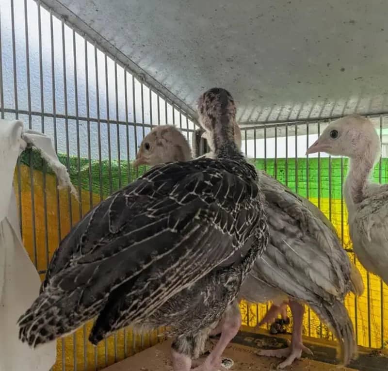 Turkey chicks 2