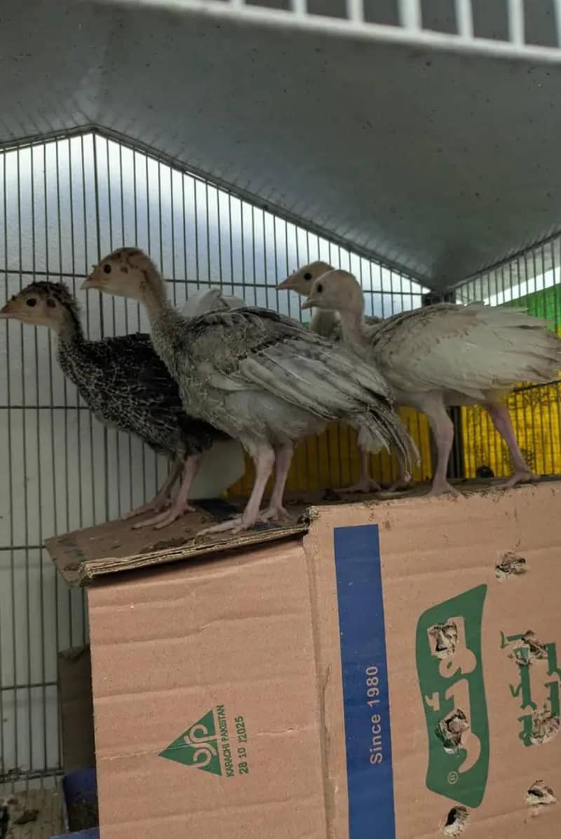 Turkey chicks 4