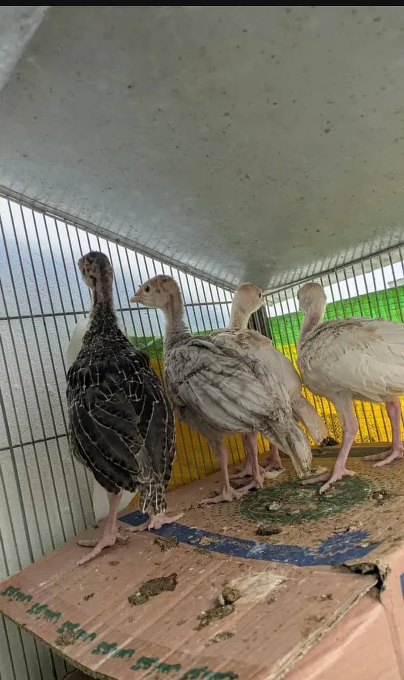 Turkey chicks 5