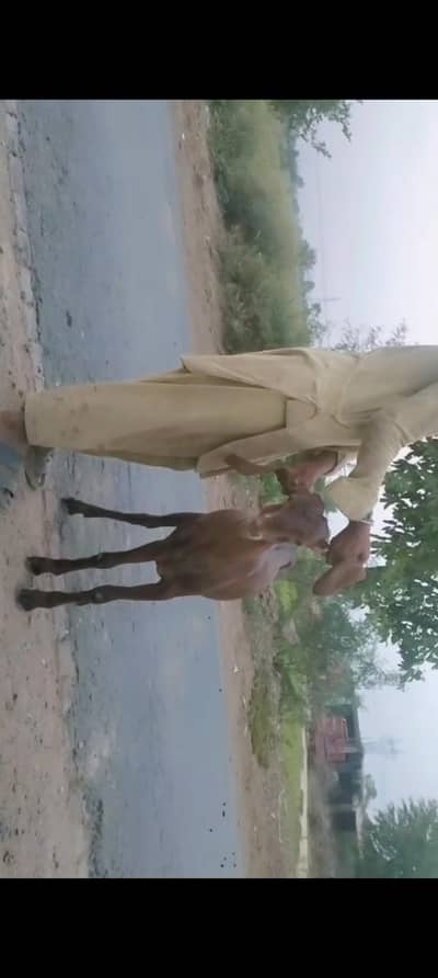 piuer dasi nagra bakra