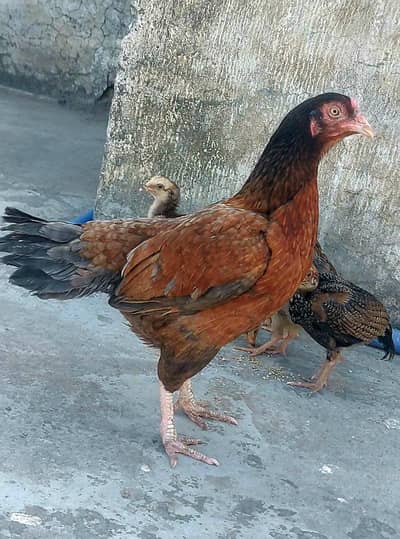 2 Desi murgia