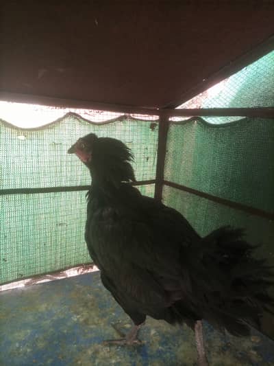 Aseel hen for sale in Rawalpindi