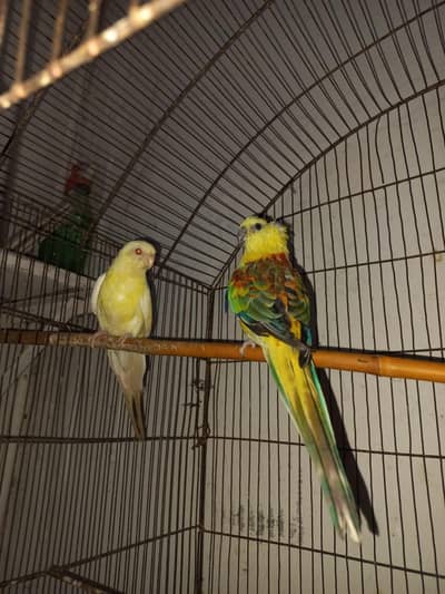 Rump Parrot for sale | exchange possible