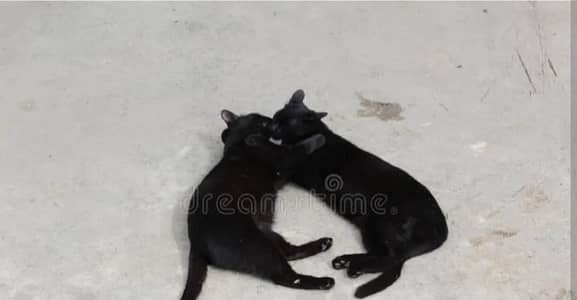 cats kids for sale 4 kids only 5 k