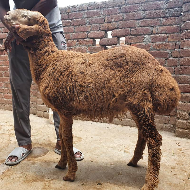 پیور ترکی دمبہ 0