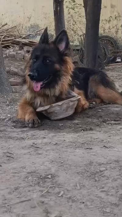 German shepherd female with docomints