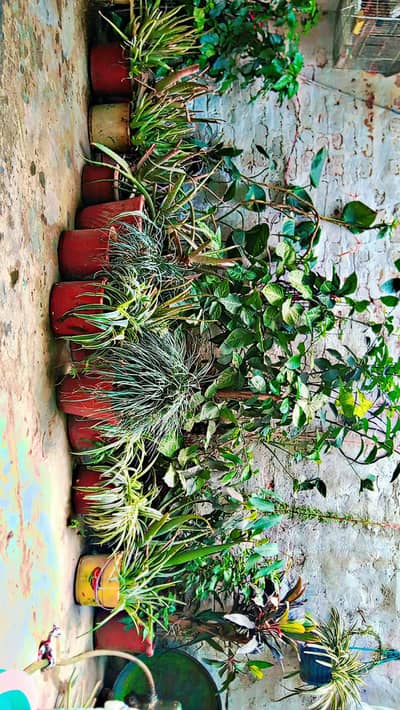 Healthy plants and pots for sale