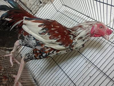 Aseel/jawa/hens/all setup for sale