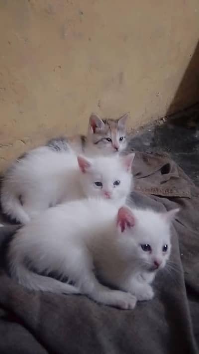 3 cute Persian kittens for sale 