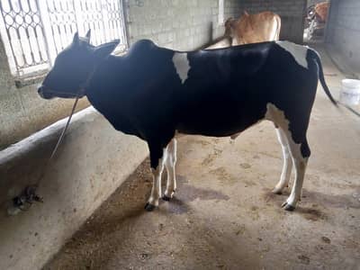 2 bulls for sale in bewa,sui hafizal near kallar syedan