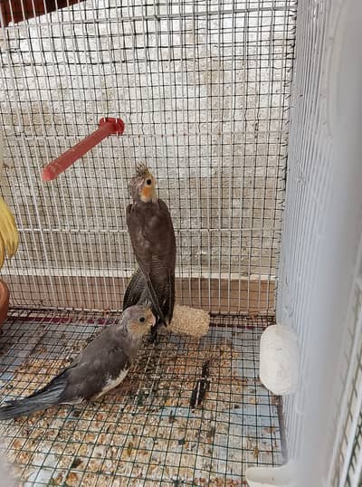 Cocktail Gray Parrot Bachay 2 Months k