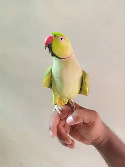 parrot female