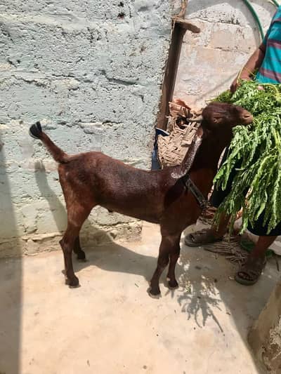 kamoorii cross bakra