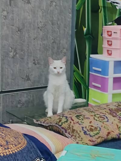 1 Persian cat and 3 kitten's