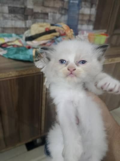 persian kittens for sale 45 days age