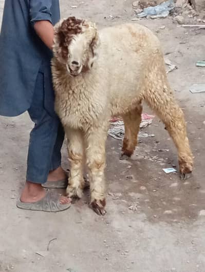 mundra one face dabble haddi urgent sale