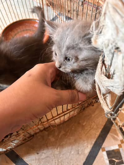 4 Kitten ( Male/ Female) & Persian Double Coat ( Female)