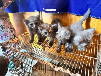 4 Kitten ( Male/ Female) & Persian Double Coat ( Female)