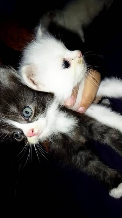 Cats | Kittens | Billi | Tripple coat kittens | Tripple coat cat | cat