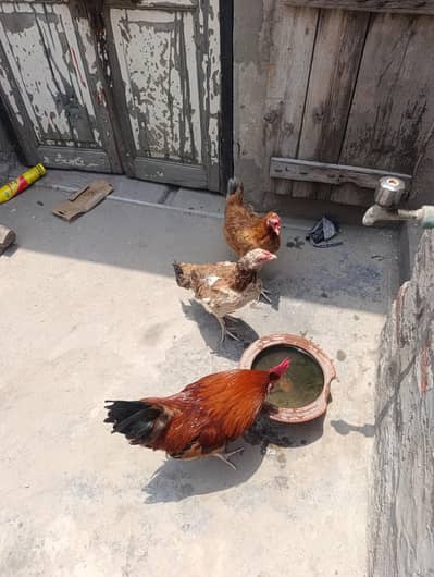 6 birds for sale(2 cock,4 hens)