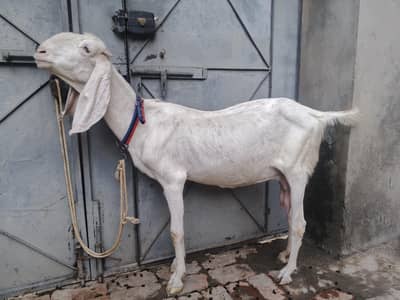 Rajanpuri gulabi young Goat For sale in multan 03116362674