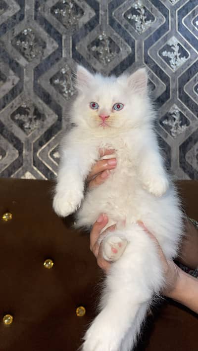 Persian Triple Coated kitten