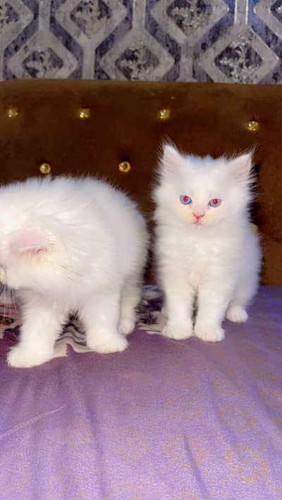 Kittens | Persian Kitten | Triple Coated white Kittens For Sale