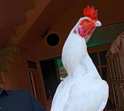 White Aseel Murga For Sale