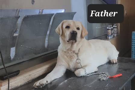 Labrador Retriever Pedigreed Puppies for Sale