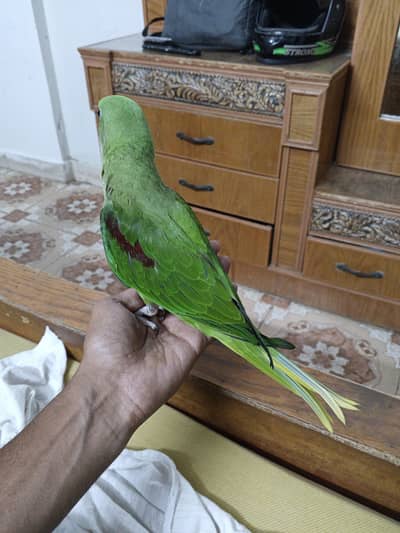 Alexander Raw Parrot