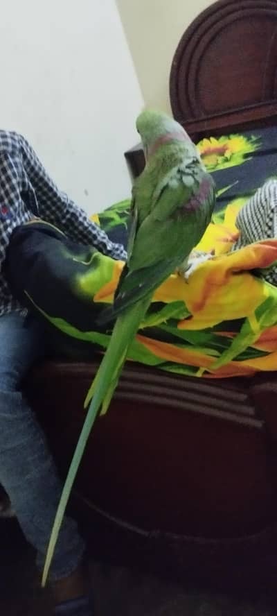 raw parrot