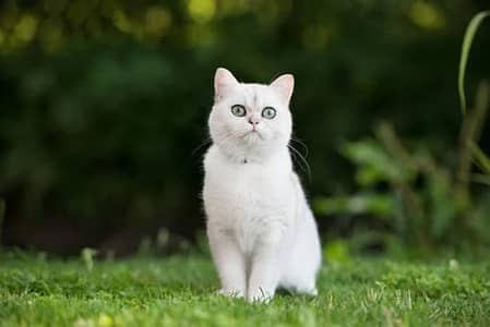 pure white cat Persian