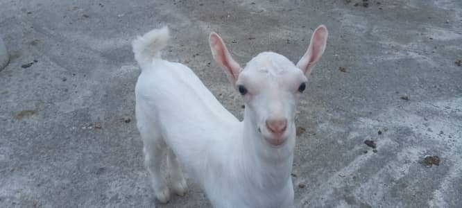  Beautiful Teddy Goats for Sale 