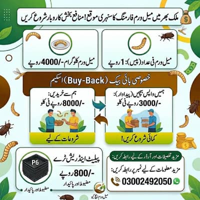 Mealworms for Birds, Fish and Poultry | mealworm | mealworms for sale