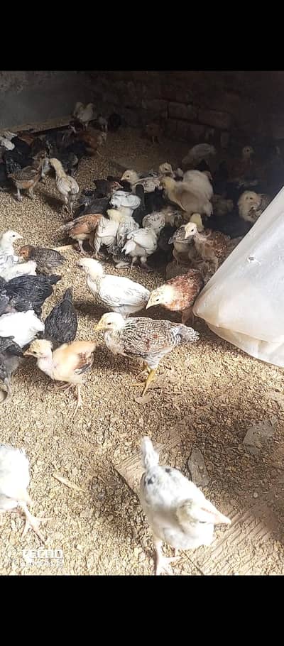 Golden misri chick choza