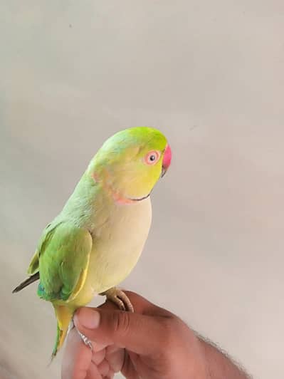 Parrots urgent sale