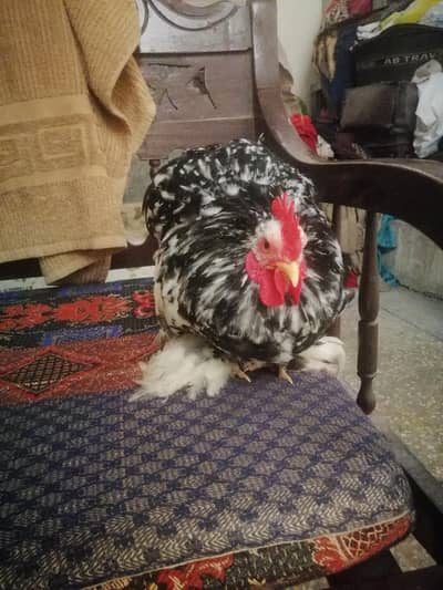 Moteld bantum chiks and eggs