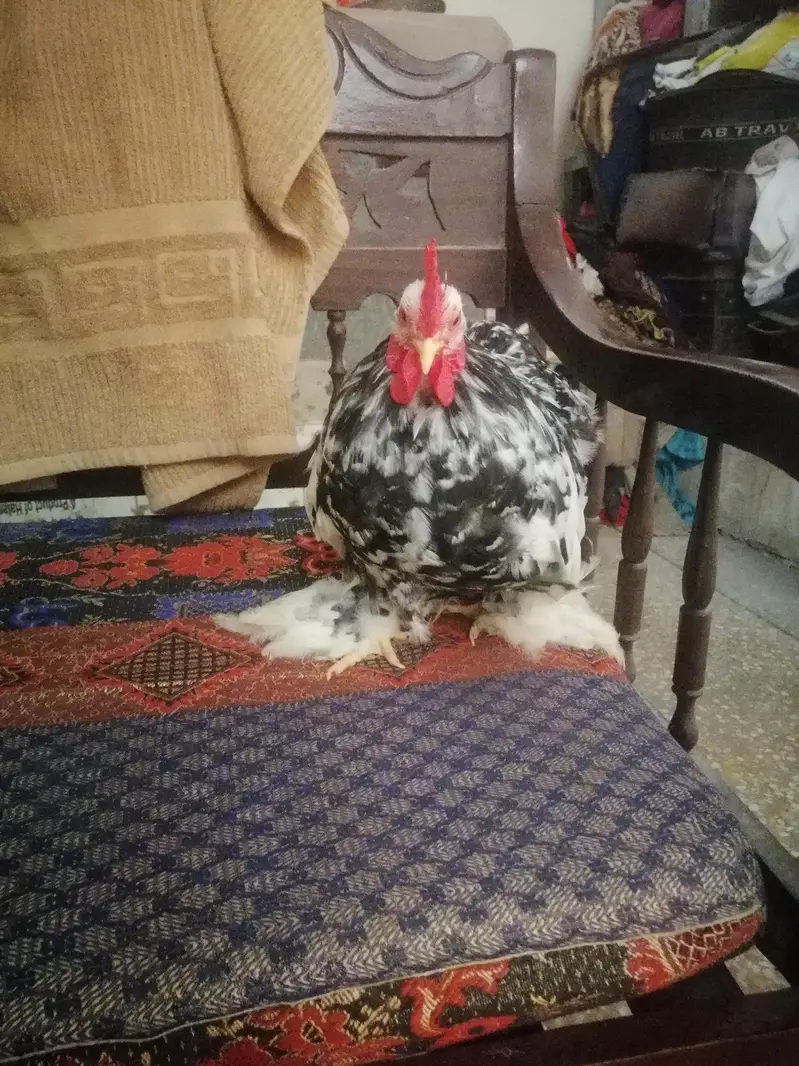 Moteld bantum chiks and eggs — photo 2