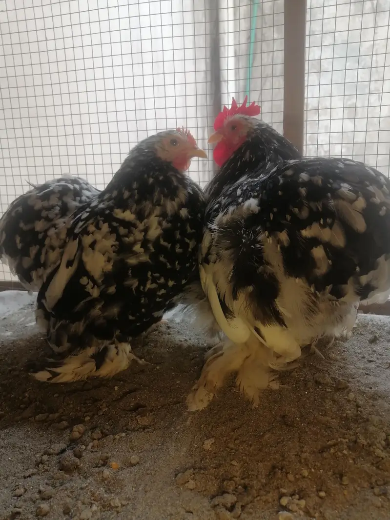 Moteld bantum chiks and eggs — photo 3