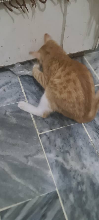 Ginger kitten Free of cost.