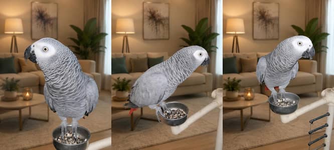 African gray parrot jambo size