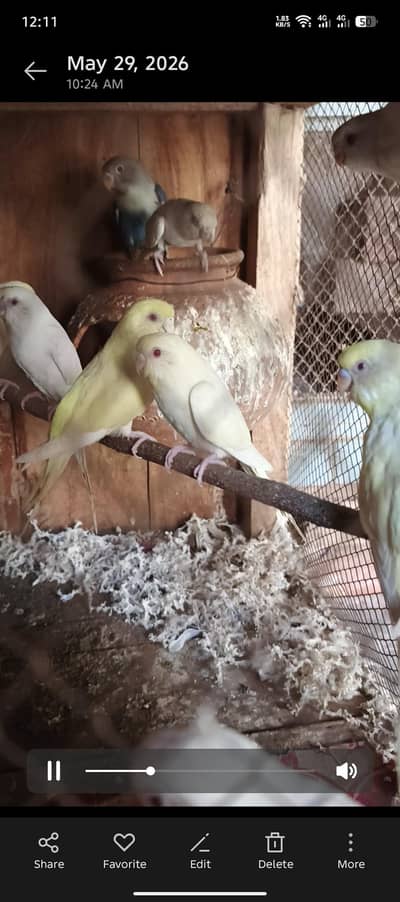 Red eye breeder pair