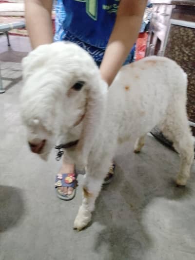 sheep
