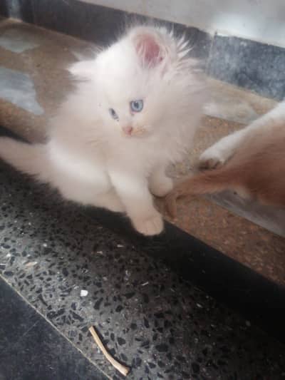 For sale