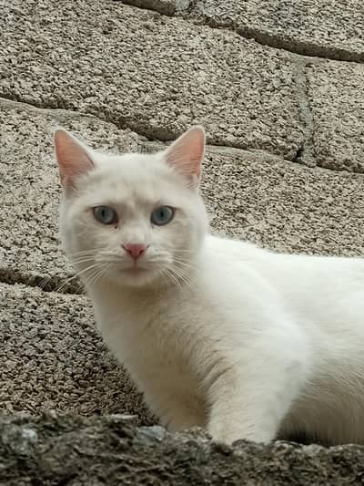 cat mashallah bohut achi ha