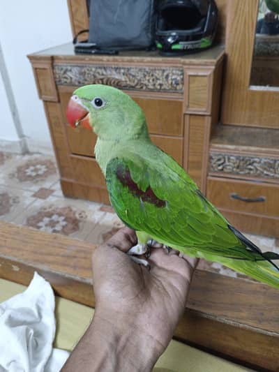 Alexander Raw Parrot